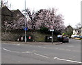 ST7848 : Pink Spring blossom on the corner of Spring Road, Frome by Jaggery