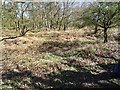 SJ9819 : Brocton Camp - Hut bases in Hut Lines 'C' by John M