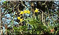 SX1555 : Daffodils above Trebant Water valley by Derek Harper