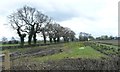 SJ7569 : Trees on a field boundary, west of Goostrey Farm by Christine Johnstone