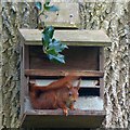 SH5169 : Red squirrel, Plas Newydd, Anglesey by Robin Drayton