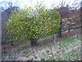 SE0427 : Hazel tree with leaves in late December, Warley, Halifax by Humphrey Bolton