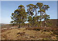 NH4735 : Wall and Scots pine trees, by Boblainy Forest by Craig Wallace