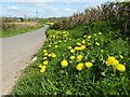 SO4109 : Dandelions in flower by Philip Halling