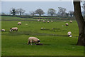 ST4353 : Sedgemoor : Grassy Field & Sheep (set of 2 images) by Lewis Clarke