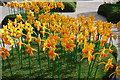 TA0928 : Lego daffodil's by Ian S