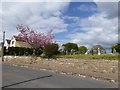 SY0281 : Tree in blossom in Littleham churchyard by David Smith