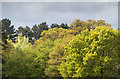 TQ2896 : Spring Foliage as seen from Main Driveway, Trent Park, Cockfosters by Christine Matthews