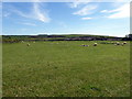 SY5784 : Sheep Grazing near Abbottsbury by PAUL FARMER