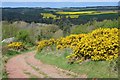 NT5617 : Gorse by the track above Denholm by Jim Barton