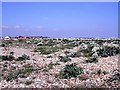 SZ8896 : Sea kale in flower on Pagham Beach by Patrick Roper