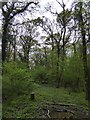 ST3623 : Swell Wood heronry seen from the RSPB hide by David Smith