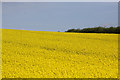 SK2843 : Oil Seed Rape by Malcolm Neal