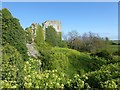 TQ6404 : Pevensey Castle - Verdant growth in the moat by Rob Farrow