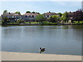 TQ5189 : Looking across the lake in Raphael Park by Marathon