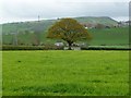  : Tree on a field boundary, east of Sarn Rug by Christine Johnstone