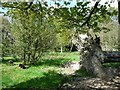 SH8465 : Fallen tree at the south end of Coed Pant y Rhedyn by Christine Johnstone