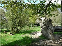  : Fallen tree at the south end of Coed Pant y Rhedyn by Christine Johnstone