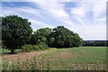 TL4304 : Bean Field & Orange Wood by Glyn Baker