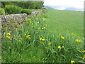 NS0768 : Yellow Flag or Iris at Ardmaleish by M J Richardson