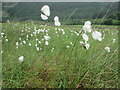 NN1272 : Cotton grass in Glen Nevis by Peter S