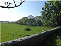 NJ7808 : Corner of a field by Loch of Skene by Stanley Howe