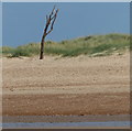 TF7245 : Old tree on the edge of the dunes by Mat Fascione