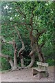 TL7805 : Seat & Twisted Oaks on Lingwood Common by Glyn Baker