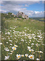 SD4972 : Ox-eye daisies on Warton Crag by Karl and Ali