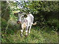 NY2061 : An English longhorn by Rose and Trev Clough