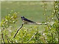 SO7105 : Swallow at WWT Slimbridge by Oliver Dixon