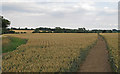 TL6206 : Footpath through Wheat Field, near Swanecks, Roxwell  by Roger Jones