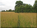 TL6306 : Footpath through meadow, Cooksmill Green, Roxwell by Roger Jones