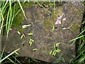 TQ7818 : Vetch pods on sandstone rock, Churchland Lane by Patrick Roper