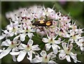 TQ7818 : Orange-spot piercer moth on hogweed flowers by Patrick Roper