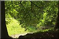 SX8778 : Horse chestnut, Ugbrooke Park by Derek Harper