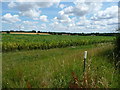 TL9870 : Arable field, north side of Ixworth Road by Christine Johnstone