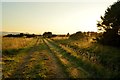 NH7988 : Track through Golden Fields near Dornoch, Sutherland by Andrew Tryon