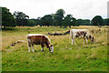 SJ9922 : Longhorn cattle at Shugborough by Bill Boaden