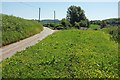 ST4600 : Roadside verge by Long Barrow Lane by Derek Harper