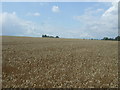  : Cereal crop near Shingle Hall by JThomas