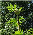 SX9066 : Giant hogweed near the County Court by Derek Harper