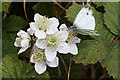 NO6844 : Butterfly on Bramble Blossom by Anne Burgess