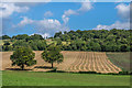 TQ0448 : Farmland near Albury Downs by Ian Capper