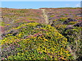 SW7353 : Coastal Heathland near Cligga Head by Tony Atkin