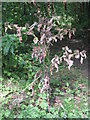 NT2570 : Burdock with Mildew by M J Richardson