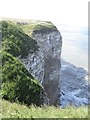 TA1974 : Nesting seabirds at Bempton Cliffs by Graham Robson