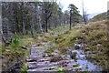 NC1936 : Log track in Duartmore Forest (2) by Jim Barton