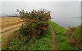 NH5558 : Path beside the upper reaches of the Cromarty Firth by valenta