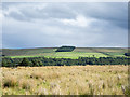 NZ0541 : Moorland with rushes above Tunstall Reservoir by Trevor Littlewood